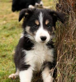 Border kolie s PP – fotka 2