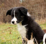 Border kolie s PP – fotka 3