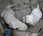 Zlatý retriever šteniatka – fotka 3