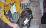 Cane corso – fotka 2