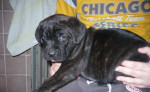 Cane corso – fotka 3