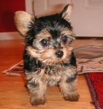 YORKSHIRE TERRIER s PP ZA VYBORNU CENU – fotka 2