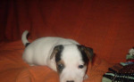 Jack russell terier- parson – fotka 2