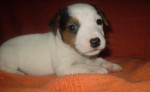 Jack russell terier- parson – fotka 2