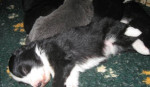 Bearded collie – fotka 3