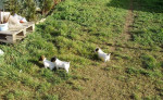 Jack russel terier šteniatka – fotka 2