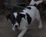 Predam steniatka Jack Russell terier – fotka 2