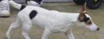 Predam fenku Jack Russell terier – fotka 2