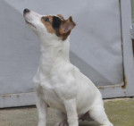 Predam fenku Jack Russell terier – fotka 3