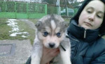 Sibirsky husky šteniatka – fotka 2