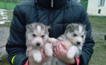 Sibirsky husky šteniatka – fotka 3