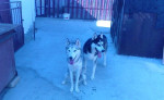 Sibirsky husky šteniatka – fotka 4