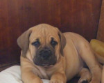 Boerboel štěňata – fotka 2
