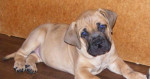 Boerboel štěňata – fotka 3