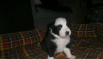 Border collie s PP – fotka 2