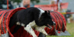 Border collie s PP – fotka 3