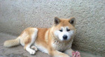 Akita inu-steniatka – fotka 2