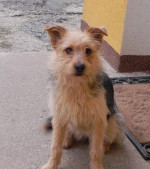 Darujem fenku – fotka 2