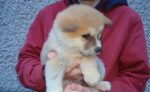 Akita inu-steniatka – fotka 2