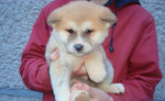 Akita inu-steniatka – fotka 3