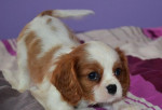 Cavalier King Charles Spaniel – fotka 2