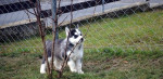 Sibirsky husky – fotka 2