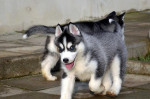 Sibirsky husky – fotka 3