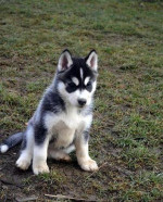 Sibirsky husky – fotka 4
