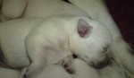 Labrador steniatka – fotka 3