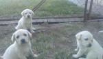 Labrador steniatka – fotka 4
