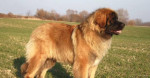 Leonberger štěňátka – fotka 2