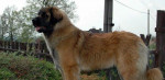 Leonberger štěňátka – fotka 3