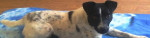 Darujeme jack russel teriéra - kríženec – fotka 2