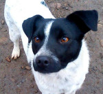Darujeme jack russel teriéra - kríženec – fotka 4