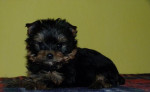 Yorkshire terrier – fotka 2