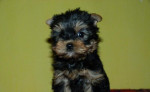 Yorkshire terrier – fotka 3