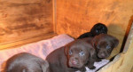 Labradorsky retríver – fotka 2