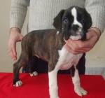 Nemecký boxer – fotka 2