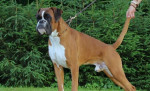 Nemecký boxer – fotka 4