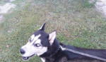 Sibírsky husky – fotka 2