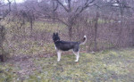 Sibírsky husky – fotka 3