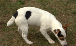 Predam fenku Jack Russell terier ma 6 mesiavcov – fotka 2