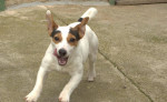 Predam fenku Jack Russell terier ma 6 mesiavcov – fotka 3