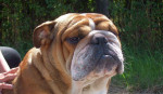 Krytie anglicky buldog-bulldog-buldok – fotka 2