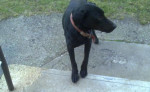 Labrador surne hlada domov – fotka 2