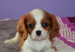 Cavalier King Charles Spaniel – fotka 2