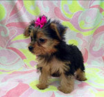 MINI YORKSHIRE TERRIER – fotka 2