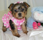 MINI YORKSHIRE TERRIER – fotka 3