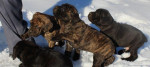 Cane Corso – fotka 2