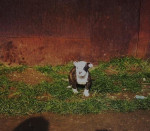 Americky buldog – fotka 4